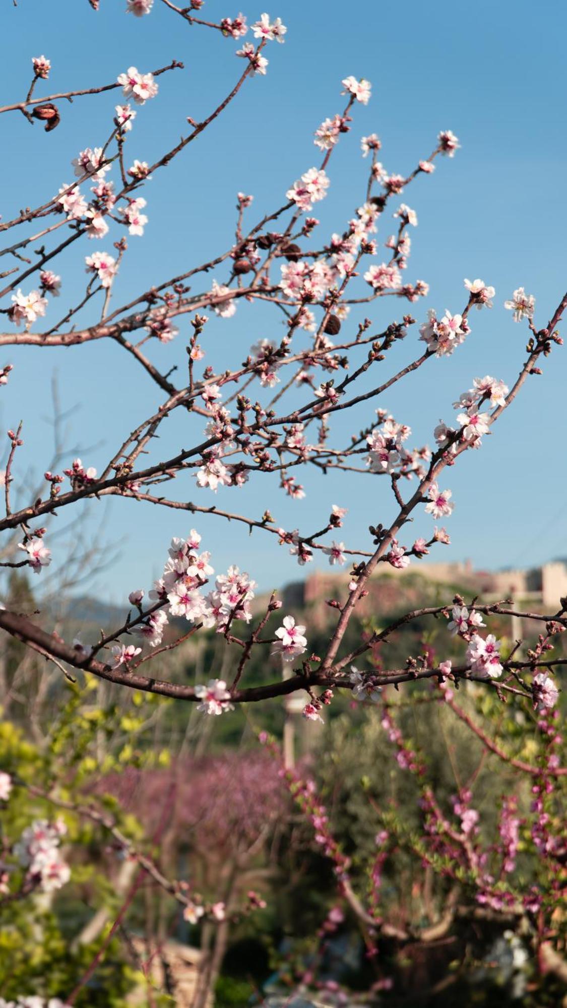 Mandalin Glamping Hotel Selçuk Exterior photo